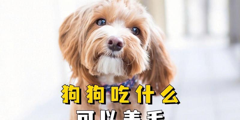 如何护理萨摩耶毛发，让其更美丽动人（探秘萨摩耶护毛秘籍，让你的宠物焕发新颜）