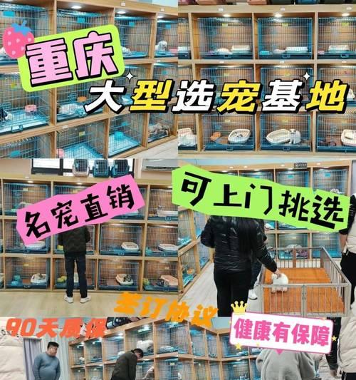 重庆宠物学校（探索重庆宠物学校的丰富课程和优质教育资源）