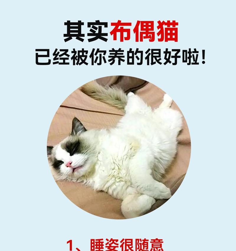 如何判断布偶猫的纯洁性（掌握布偶猫纯种特点，轻松辨别真假）
