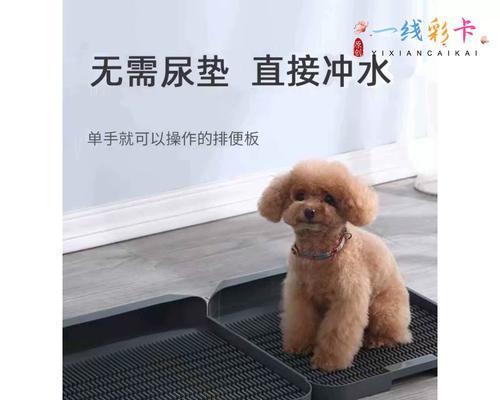 解决狗狗随地撒尿问题的有效方法（培养狗狗定点上厕所的技巧与经验分享）
