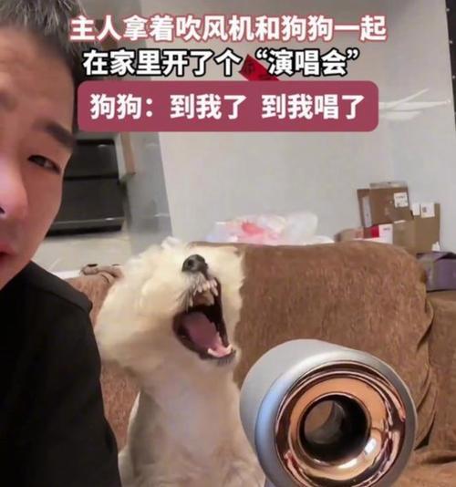 如何帮助狗狗克服对吹风机的恐惧（有效方法和技巧帮助狗狗消除对吹风机的恐惧）
