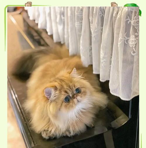 波斯猫的价格及饲养方法介绍（了解波斯猫的市场行情和正确养护方式）
