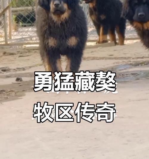 藏獒与小型老虎的单挑，坚持力竟然超乎想象！（小型老虎vs藏獒，能否展现出“狮子大开口”？）
