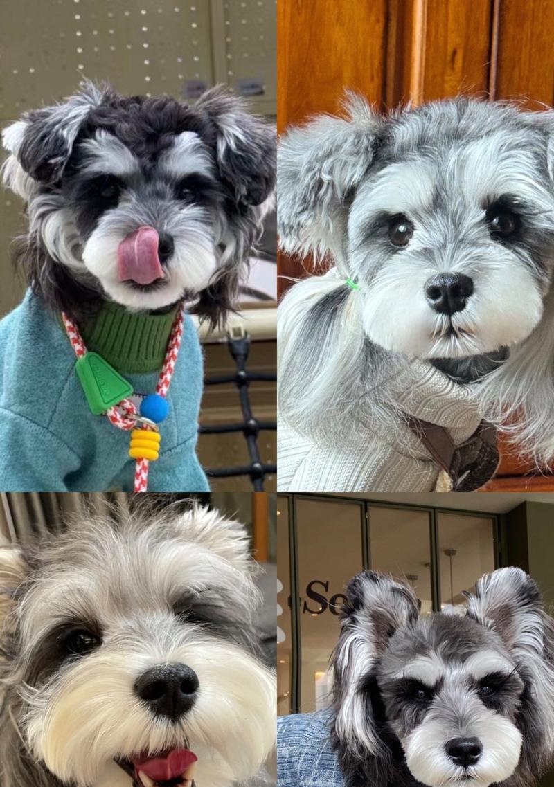 雪纳瑞成犬疫苗接种时间表及注意事项（科学健康养护，宠物犬的必备知识）