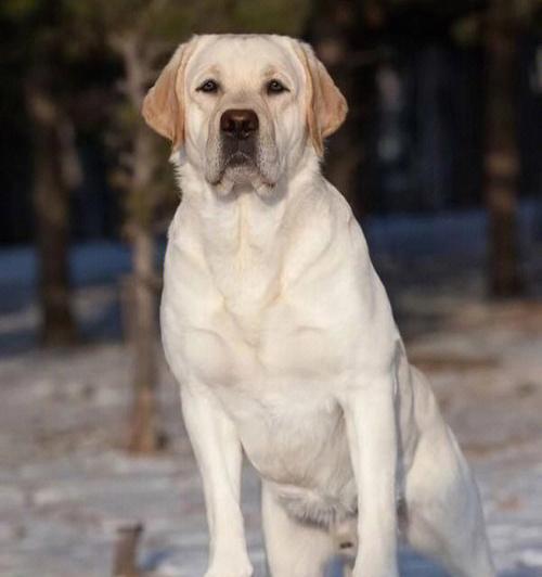 拉布拉多的成长历程（从幼犬到成熟伴侣，拉布拉多需要多久？）