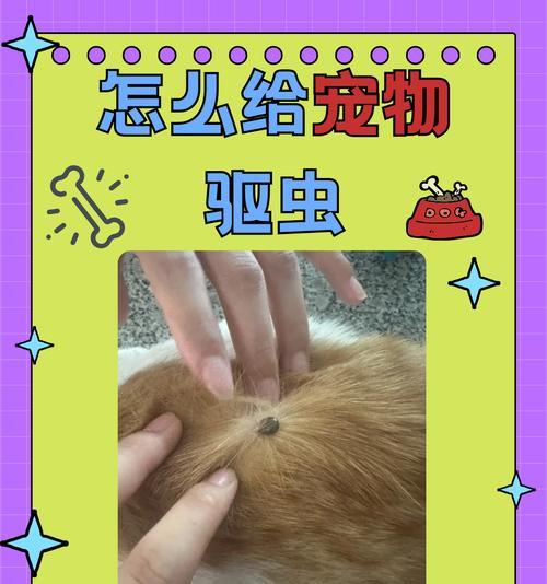 小狗体内驱虫周期的重要性（了解小狗体内驱虫周期，保护宠物健康）