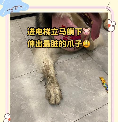 阿拉斯加洗澡频率之谜（揭秘阿拉斯加犬洗澡的最佳频率）