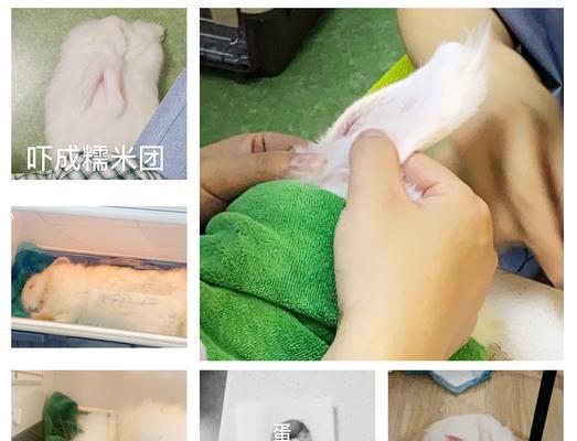 兔子绝育后的恢复期及注意事项（兔子绝育手术后多久能完全恢复？如何照顾兔子康复？）