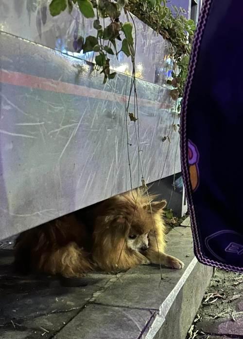 老年痴呆的狗狗（了解老年痴呆狗狗的寿命及如何提供关爱和支持）