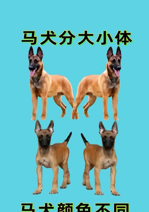 纯种马犬的价格分析（探究纯种马犬价格的因素与变动趋势）