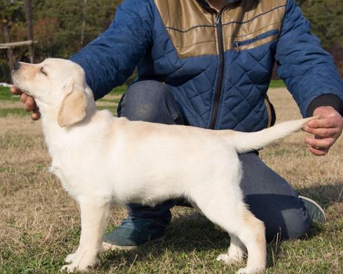 探索不掉毛的中型犬品种（了解适合家庭的不掉毛狗，为您选择理想的宠物伴侣）