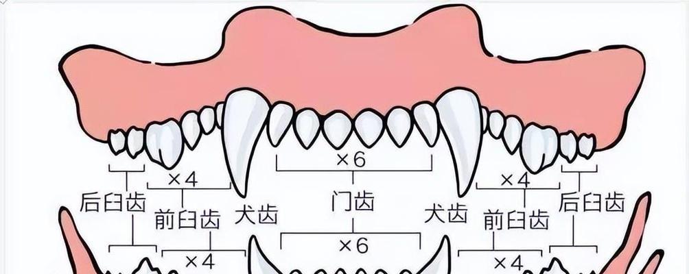 狗狗吃东西不咀嚼的原因及处理方法（门齿小导致狗狗不咀嚼食物，如何解决？）