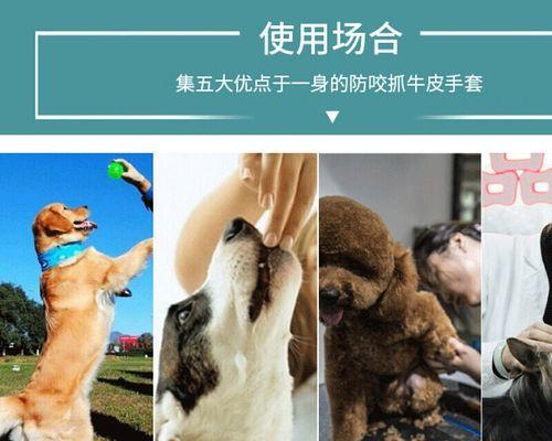 泰迪狗狗生产后多久可以洗澡？（了解适合给泰迪狗狗洗澡的最佳时机和注意事项）