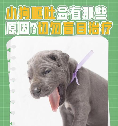 金毛吐拉稀问题的处理方法（土霉素能否用于金毛吐拉稀问题的治疗）