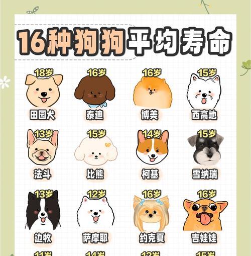 狗狗的喂食频率（了解狗狗喂食次数的重要性和年龄分类）