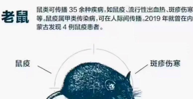 探索老鼠疾病（一窥老鼠疾病的奥秘，揭开老鼠世界中的健康之谜）