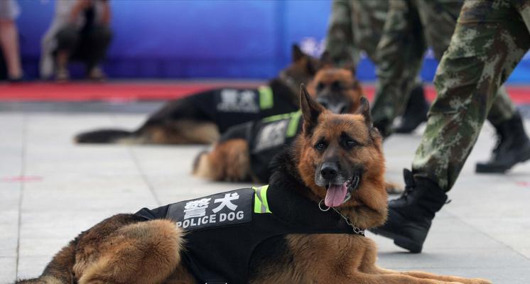 我国现役7种警犬（多样化的警犬队伍为社会安全保驾护航）