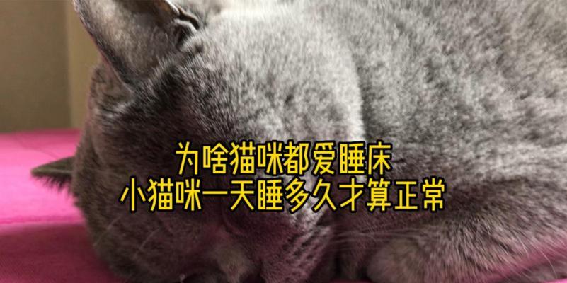 小猫一天睡多久？（揭秘小猫睡眠习惯，让你对它更了解！）
