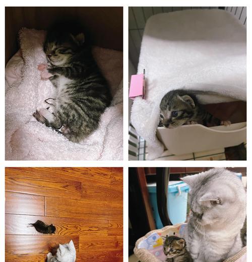小奶猫的排便规律及刺激时间（了解小奶猫排便习惯，合理刺激以促进健康）