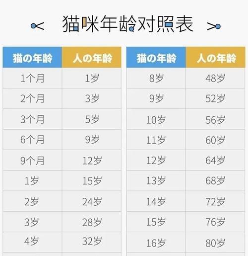 如何观察成年期猫咪的年龄（掌握关键指标，轻松判断猫咪年龄）