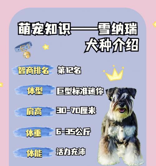 探寻雪纳瑞的优点（了解这个可爱且聪明的狗狗）