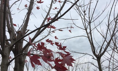 秋田成长之路（探索秋田的成长周期及关键因素）