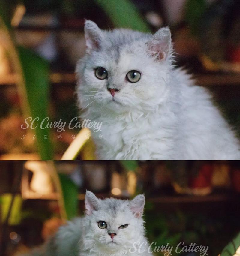 你没见过的猫（探索索马里猫的独特品种特征与饲养之道）