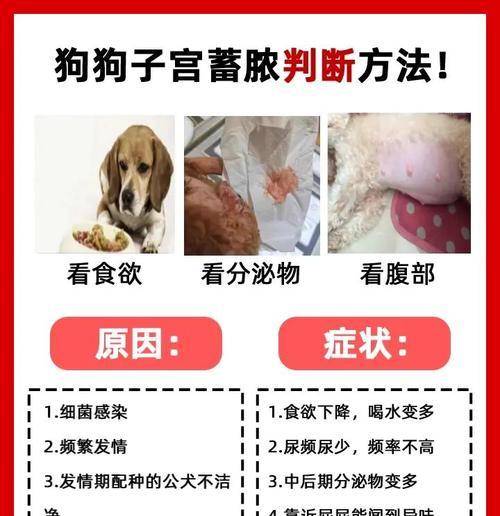 狗子宫炎的症状及预防措施（了解狗子宫炎的症状，保护您的爱犬健康）