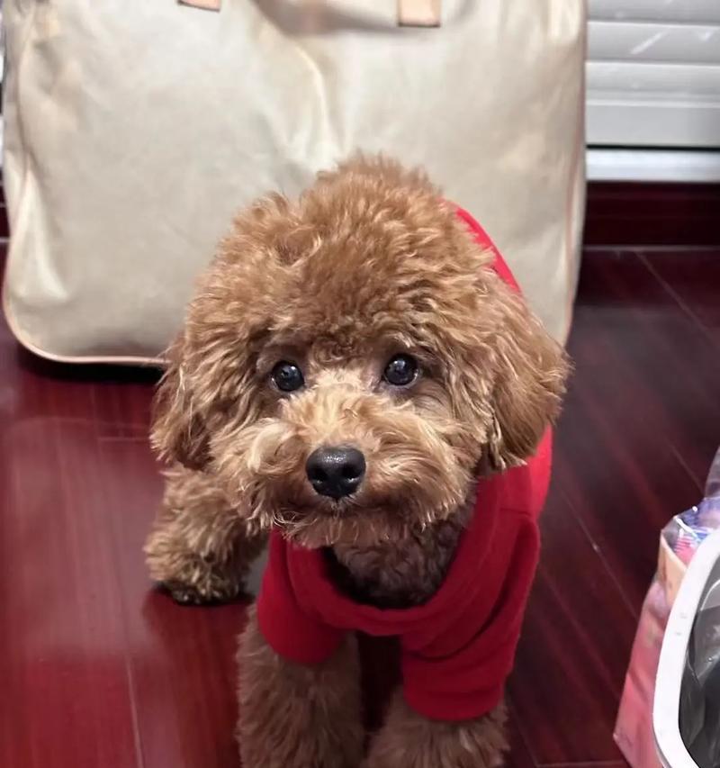泰迪犬能多久不吃饭？（探究泰迪犬的饮食习惯和忍饥耐饿能力）