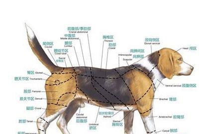 狗狗消化需要多久？探究犬类消化速度之谜（了解狗狗的消化过程与时间，更好地关爱它们的健康）