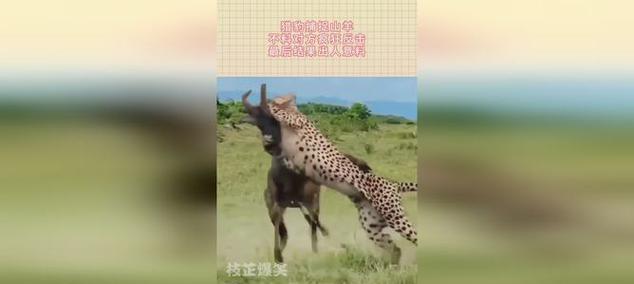 雄鹰之威力（揭秘雄鹰的无与伦比力量及狩猎本领）