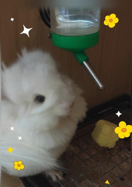 龙猫在室外的适应时间及注意事项（宠物龙猫在户外活动时间的控制和保护要点）