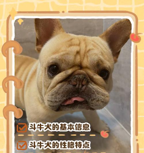 英国斗牛犬臭的原因分析（探究英国斗牛犬体味的来源及解决方法）