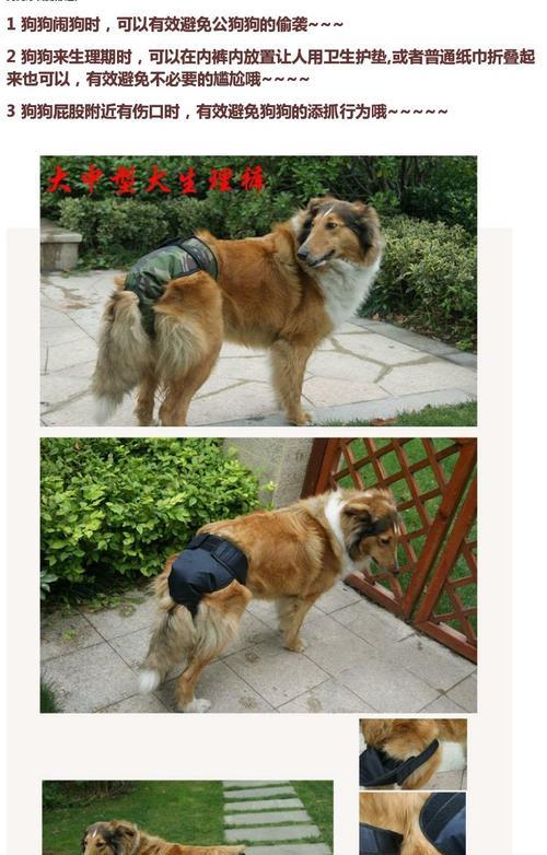 大型犬月经周期与健康关系的研究（大型犬月经周期长短及其对健康的影响）