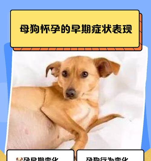 母狗产后哺乳周期与繁殖间隔（探究母狗哺乳周期对繁殖的影响及合理安排）