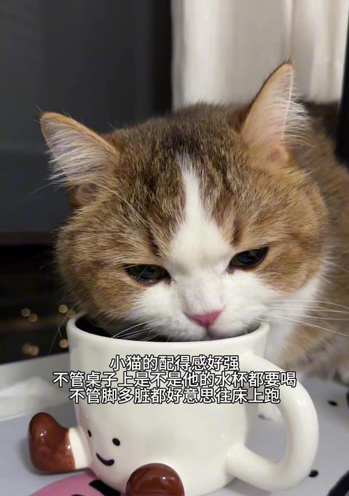 公猫交配周期及繁殖相关知识（探究公猫交配的时间间隔、配对成功率和繁殖效果的影响因素）