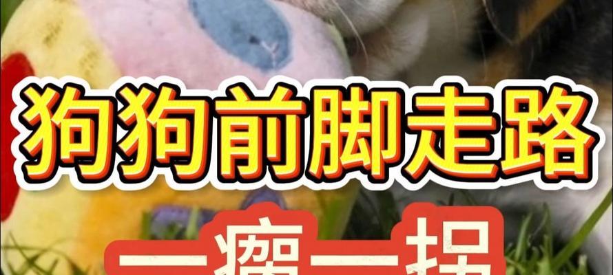 狗狗一瘸一拐，多久能康复？（探究狗狗受伤后康复的时间和注意事项）