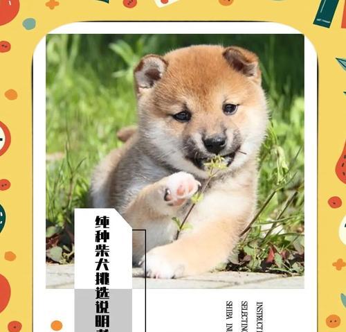 值得入手的2000元柴犬，你不能错过！（探讨宠物店里售价仅2000元的柴犬是否具有价值）