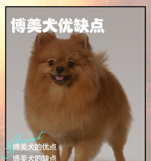 博美骨折康复时间与注意事项（博美骨折康复时间预计、康复阶段及注意事项）