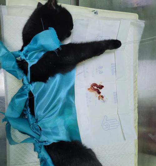 猫毛生长周期究竟需要多久？（探索猫毛生长的奥秘，了解猫毛生长的时间和条件）