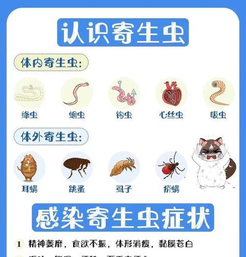养小狗犬如何正确驱虫（以六个月以下狗狗驱虫多久一次才合适？）