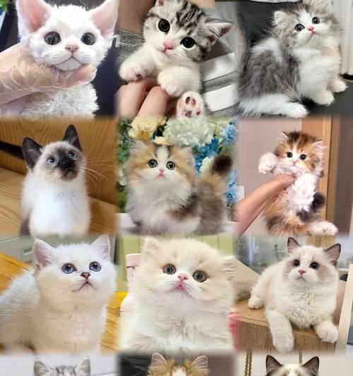 蓝猫的由来——灰毛猫为何被称为蓝猫？（揭秘蓝猫名字的背后故事，）