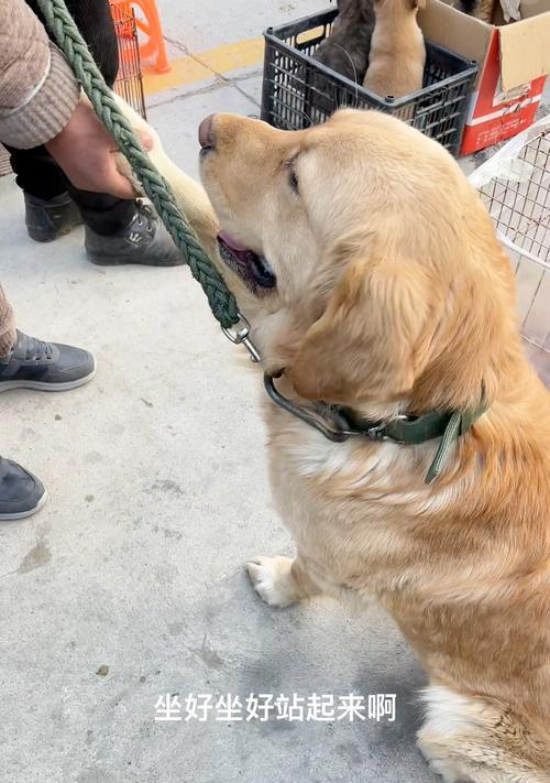 金毛狗握手的时间（金毛犬握手训练及时间安排）
