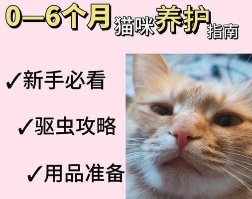 母猫产后多久没有奶水？（探讨母猫产后奶水停产的时间和原因）