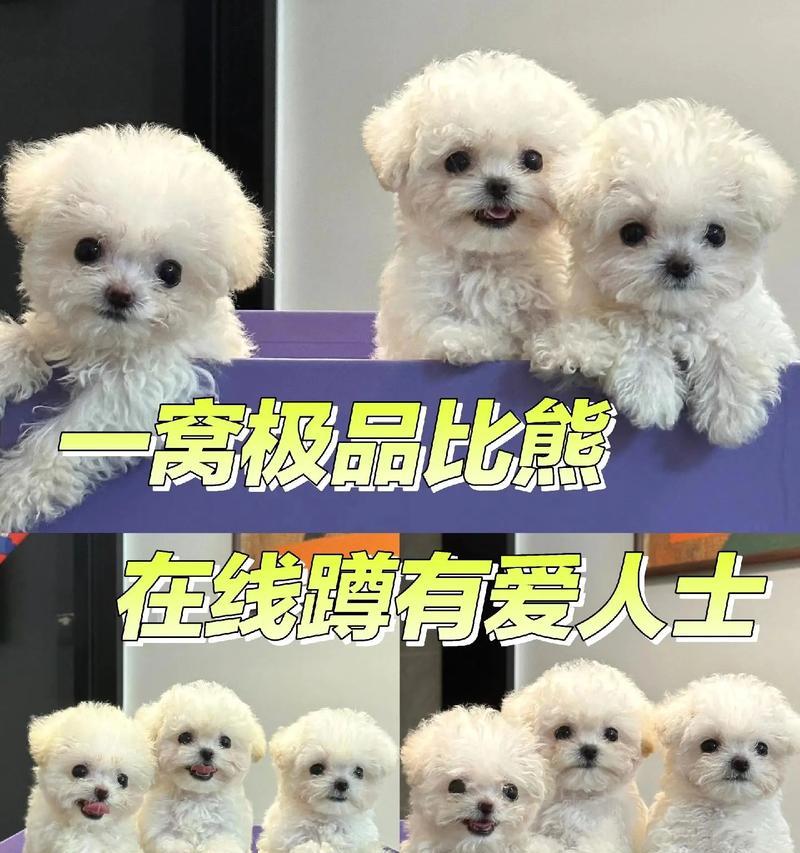 比熊犬的优缺点（了解比熊犬的特点与魅力）