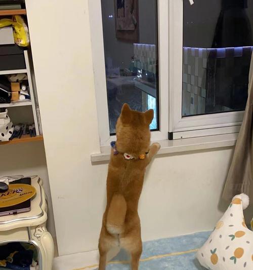狗中风的症状及预防措施（详解狗中风的症状及如何有效预防）