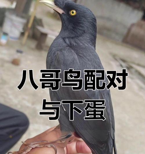 八哥换毛期（八哥换毛期多久？如何正确照顾八哥换毛期？）