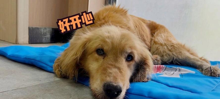 狗吃饭后多久能运动？（运动前要等待适当时间，）