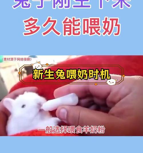 兔子的繁殖周期与生仔频率（探究兔子的繁殖特性及对其繁殖行为的影响）