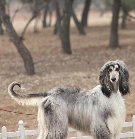禁养阿富汗猎犬的原因及危害（阿富汗猎犬是否对人类造成威胁？）